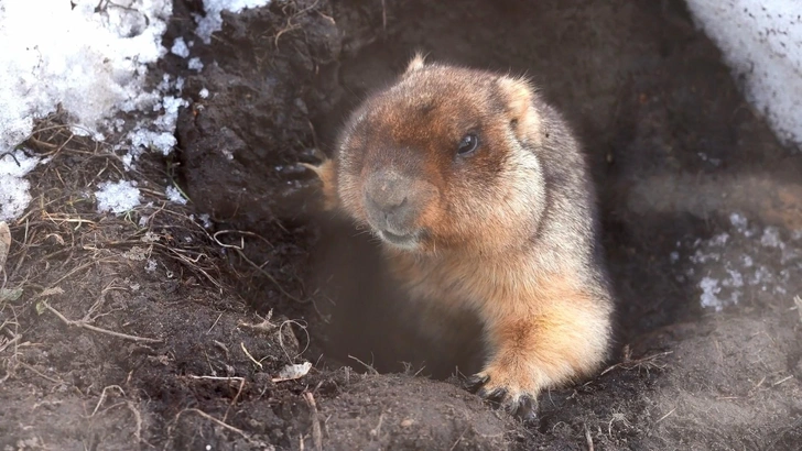 «Выглядят бодрыми и отдохнувшими». Посмотрите на сурков, которые спали 5 месяцев | Источник: Московский зоопарк (кадр видео)