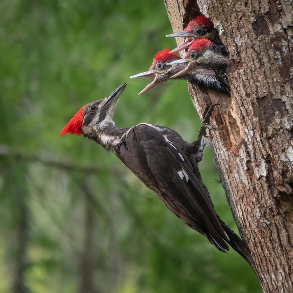 Третье место в номинации «Птицы» | Источник: Mark Schocken / Florida Wildlife Federation Photo Contest 2025