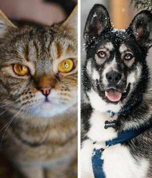Котопёс недели: веселый щенок Хэппи и уютная кошка Комбуча готовы к встрече со своими хозяевами