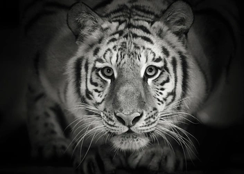 Евгений очень любит снимать диких кошек | Источник: Евгений Доманов