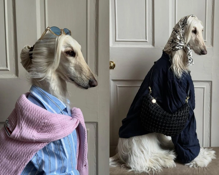 Афганская борзая Саманта — новая икона стиля: она гуляет в Pucci, Zara и Moschino | marieclaire.ru