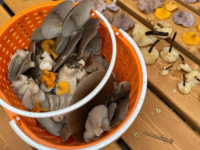 Вешенки, которые удалось собрать в Щелковском районе | Источник: Светлана Коновалова / Грибы в Подмосковье 2025 / VK.com