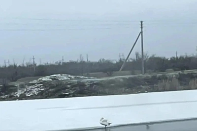 Волонтеры вызволяют лебедя из ледового плена под Волгоградом