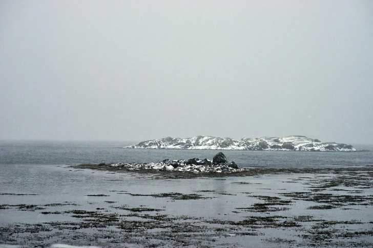 Экологическая катастрофа: новый массовый мор тюленей из Красной книги на Каспии — ученые ищут причины трагедии | marieclaire.kz