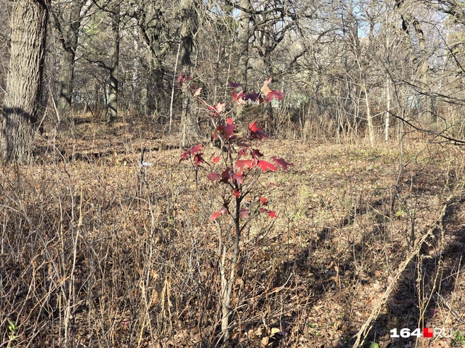 Еще один экспонат | Источник: Семен Коротов-Майбах / 164.RU