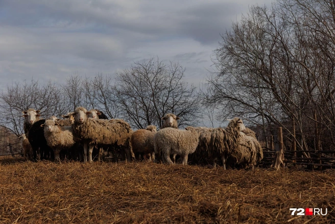 У каждого здесь хозяйство — овцы, лошади, пчелы | Источник: Ирина Шарова / 72.RU