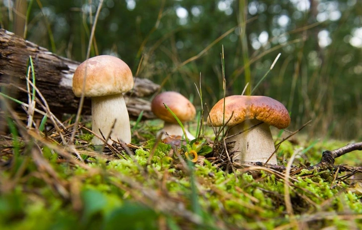 Источник: Piterek via Shutterstock/Fotodom.ru
