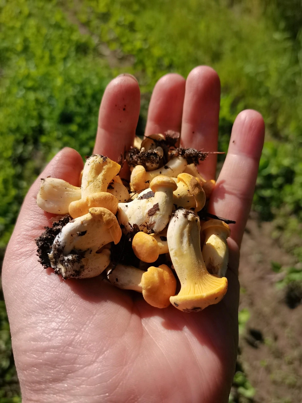 Грибная волна также началась в лесах Переславского района. Местные советуют идти за уловом в село Купанское | Источник: Ксения Дегтярева, Грибы Ярославской области 2025 / Vk.com