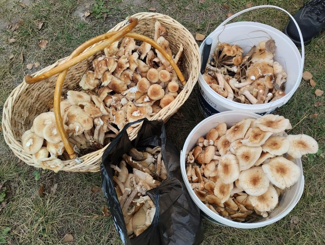 Отличный «улов»! | Источник: «Грибы. Грибники Омска и Омской области» / Vk.com