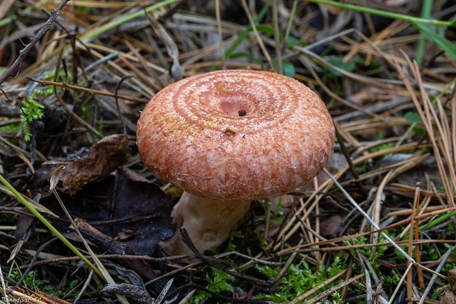 Волнушка плодоносит до конца сентября | Источник: mycology.su