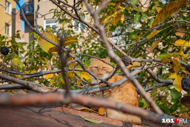 В Ростове сегодня дождей не ждут | Источник: Александр Подопригора / 161.RU