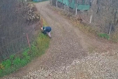 В Васильево показали источник появления бродячих собак