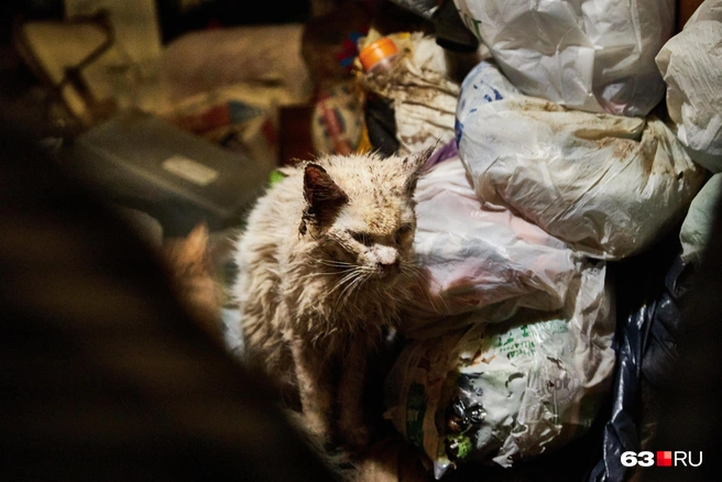 Белый кот стал песочного цвета | Источник: Роман Данилкин / 63.RU
