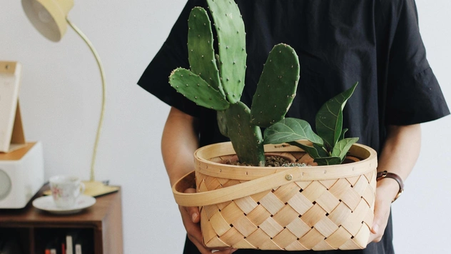 Кактусы: что приносят в дом и что символизируют