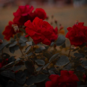 Гадаем на красных розах: какого знака зодиака будет твой будущий муж? 🌹