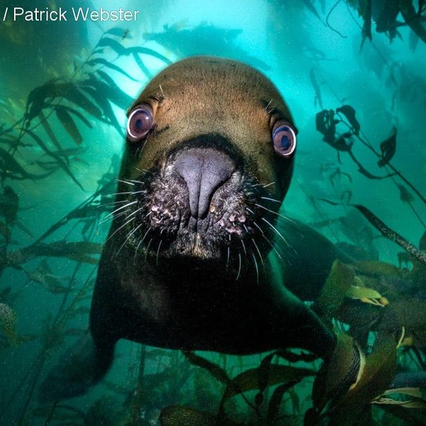 Третье место в номинации «Портрет» | Источник: Patrick Webster / Underwater Photographer of the Year 2025