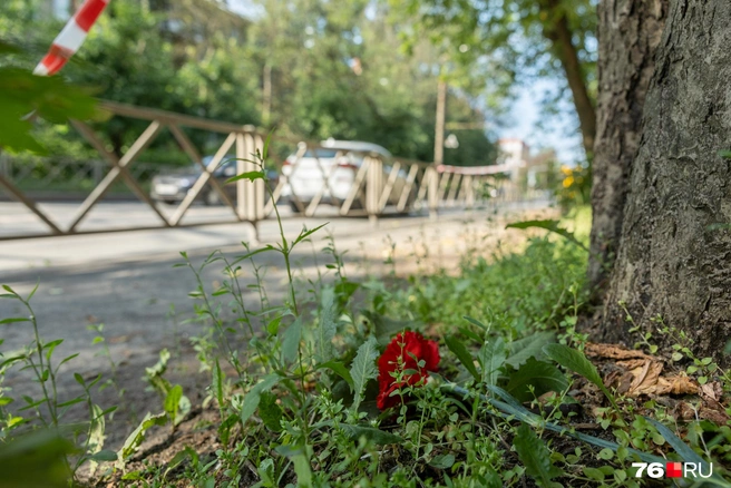 На место трагедии уже принесли гвоздики | Источник: Александр Куренной / 76.RU