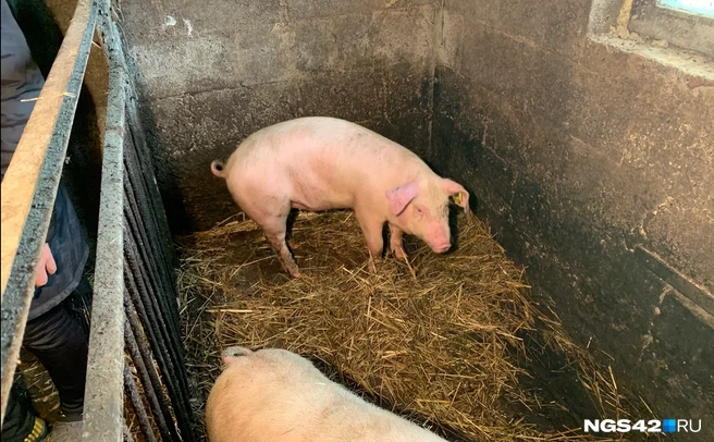 Одна из свиней скончалась | Источник: Татьяна Ирискина / NGS42.RU
