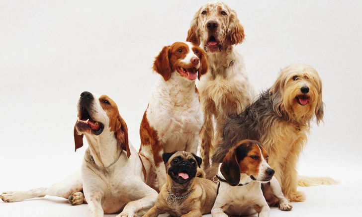 Могут внезапно умереть: ветеринар назвал 4 породы собак, у которых слабое сердце