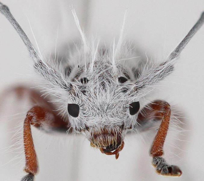 Пушистый жук с «грибковым флером»: как австралиец неожиданно открыл новый вид насекомых