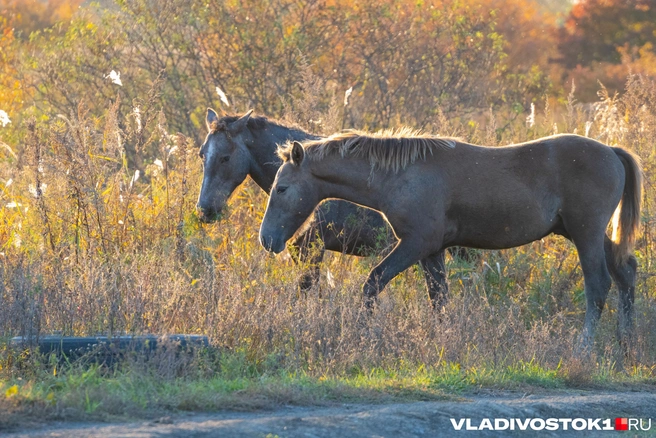 Источник: Елена Буйвол / VLADIVOSTOK1.RU