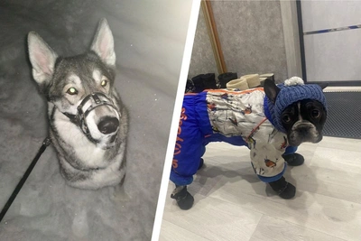 We don't bundle up, we're Siberians: how Krasnoyarsk residents dress their dogs in the cold