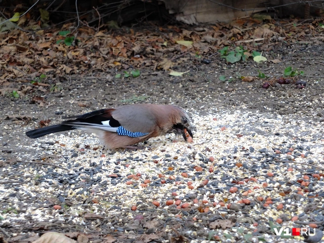 Сойка помогает городу, поедая насекомых, а заодно и желуди с дубов | Источник: Константин Завриков / V1.RU