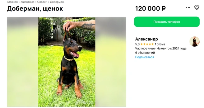 Цены на них варьируются от 120 тысяч рублей | Источник: Авито