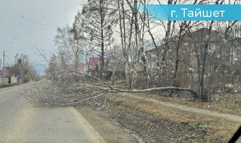 На дорогу падают деревья | Источник: «Кобзев на связи» / Telegram