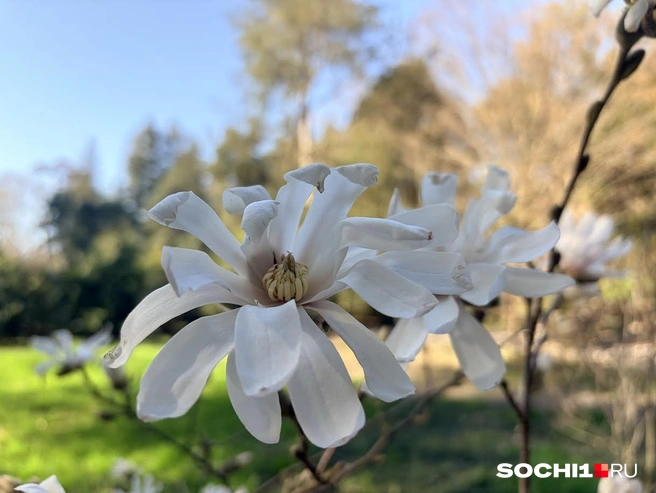 Магнолия звездчатая — сама нежнятина | Источник: Анна Грицевич / SOCHI1.RU