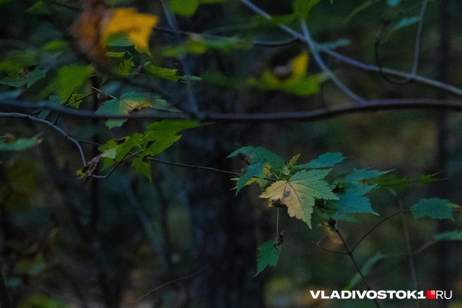 Источник: Елена Буйвол / VLADIVOSTOK1.RU