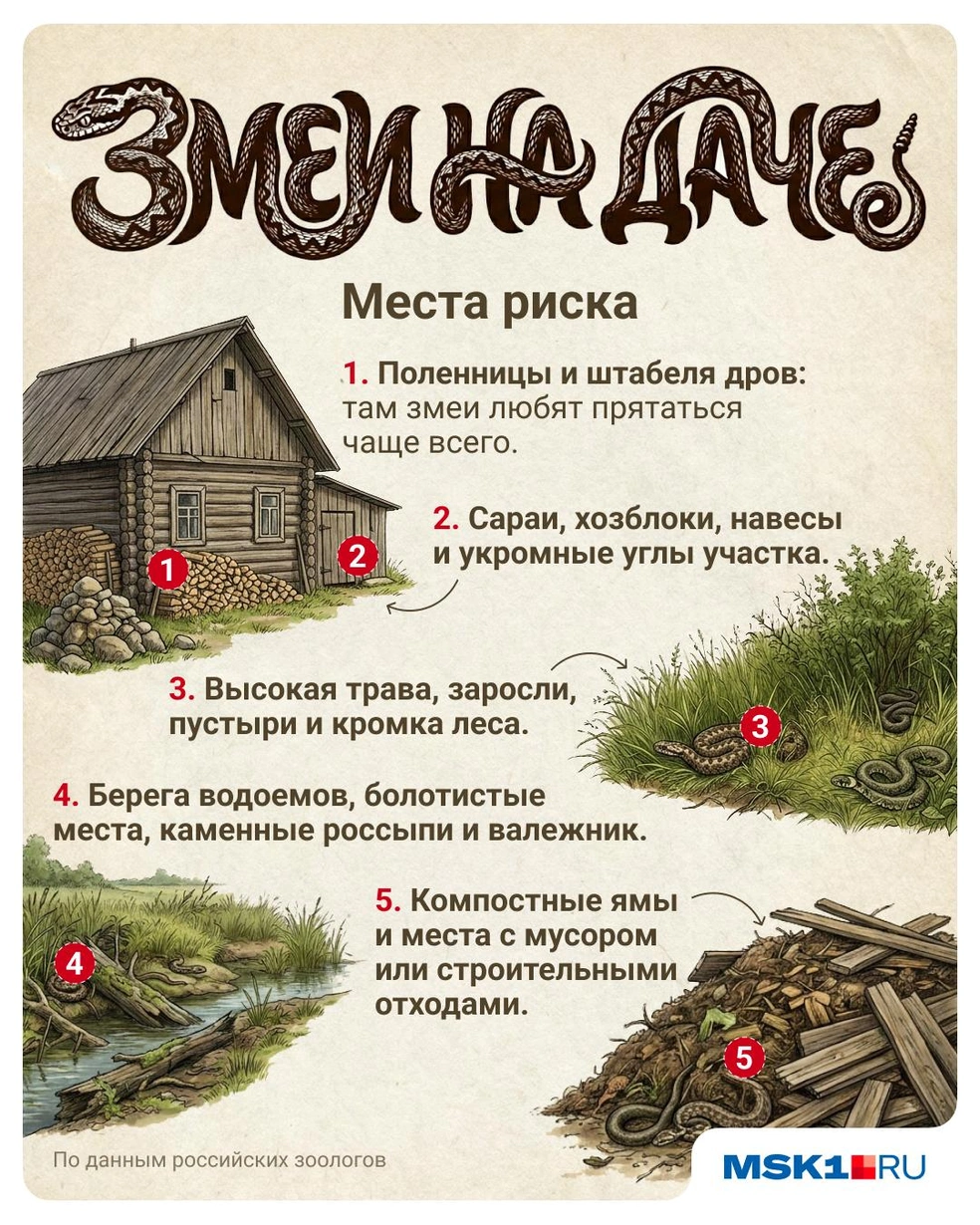 Змеи приползают не к людям, а в условия, которые комфортны для их жизни | Источник: Полина Авдошина / MSK1.RU
