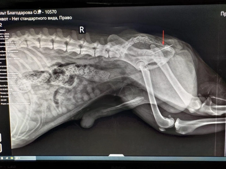 Рентген Вольта | Источник: «Моя Ветклиника»