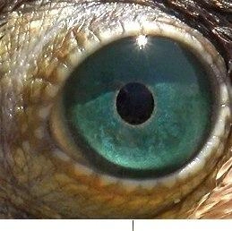 Источник: Павел Глазков / «Каждой твари по паре»