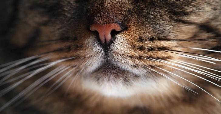 Источник: AlexussK/Shutterstock/Fotodom.ru