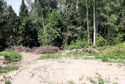 В Звениговском районе возбуждено дело о незаконной рубке деревьев