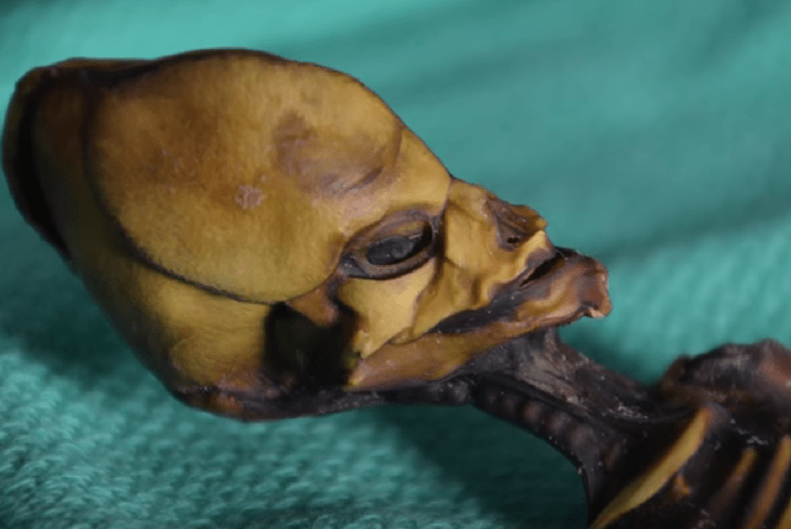 Внеземную жизнь пройдя до половины: откуда берутся «мумии пришельцев» и какие тайны они хранят