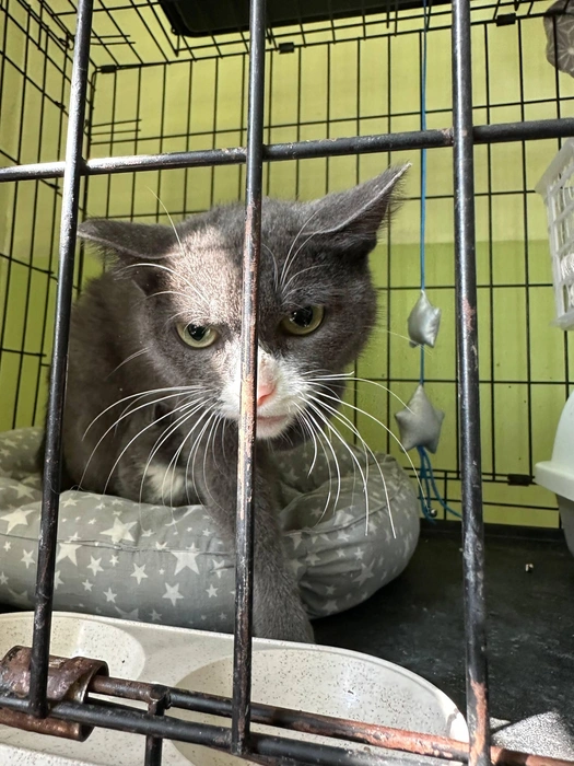 Кошечка, которую назвали Селеной, жила сначала в подъезде, а потом в подполье многоэтажки в Селенгинске  | Источник: Валентина Дубовцева