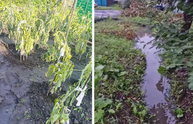 В этом году жители могут лишиться урожая из-за воды | Источник: Ирина Маленина, Аягоз Сидорова, «Фадина общается. 2.0» / t.me