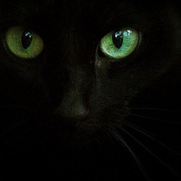 Аватарка BlackCat