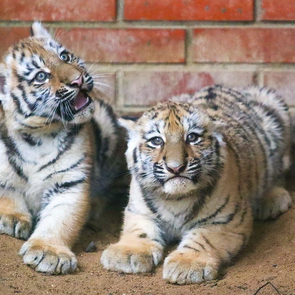Источник: пресс-служба Департамента культуры города Москвы