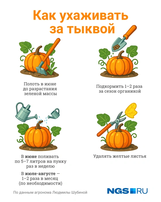Сохраните эту полезную картинку | Источник: Юрий Орлов / Городские медиа