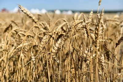 Томские аграрии понесли убытки 38 млн рублей из-за заморозков