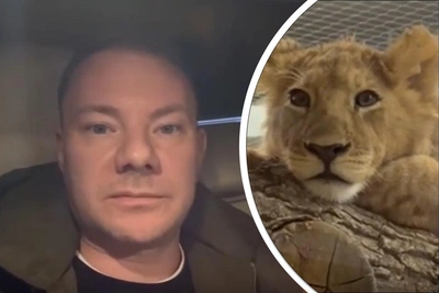 DJ Smash взял опеку над львенком из Пермского зоопарка