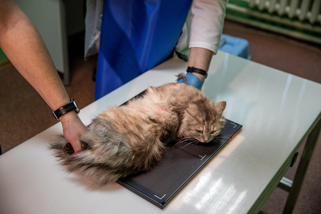 Чип позволяет найти потерявшегося питомца | Источник: NGS.ru +79231570000