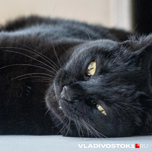 Источник: Елена Буйвол / VLADIVOSTOK1.RU