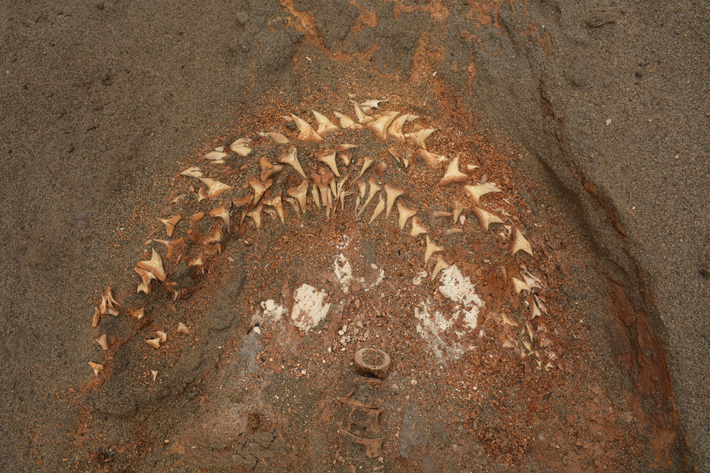 В Перу обнаружили следы жертвоприношений морских животных