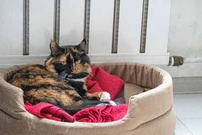 Ярославцы возмущены высокими платежами за тепло