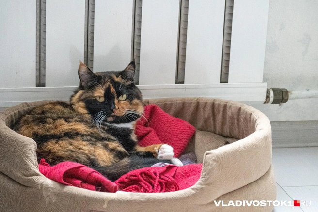 Если в доме отсутствует тепло, можно оформить заявку в аварийно-диспетчерскую службу | Источник: Елена Буйвол / VLADIVOSTOK1.RU