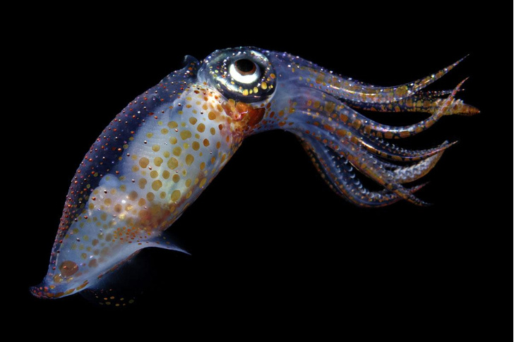 Светоносцы: посмотрите на 10 удивительных светящихся живых существ